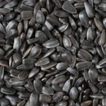 Global Sunflower Output on the Rise