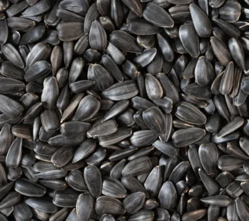 Global Sunflower Output on the Rise